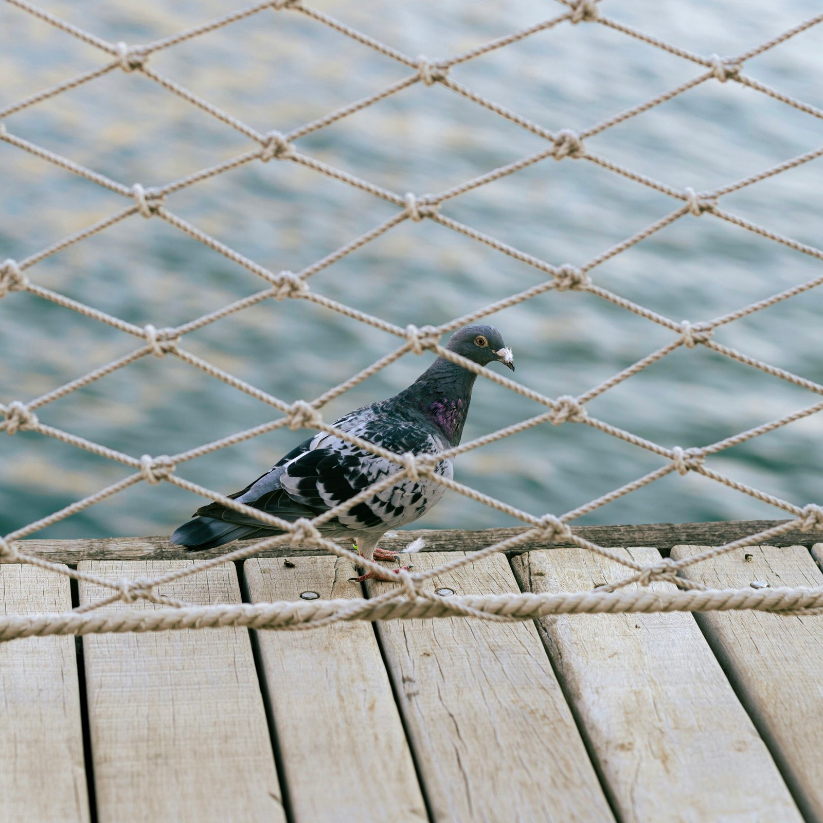 Creating an Effective Landing Page for Pigeon Netting Services