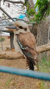 Bird Net Services in pune